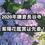 2020年鎌倉長谷寺紫陽花鑑賞抽選、事前無料鑑賞に参加。